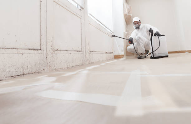 Black mold remediation team in Leonardo